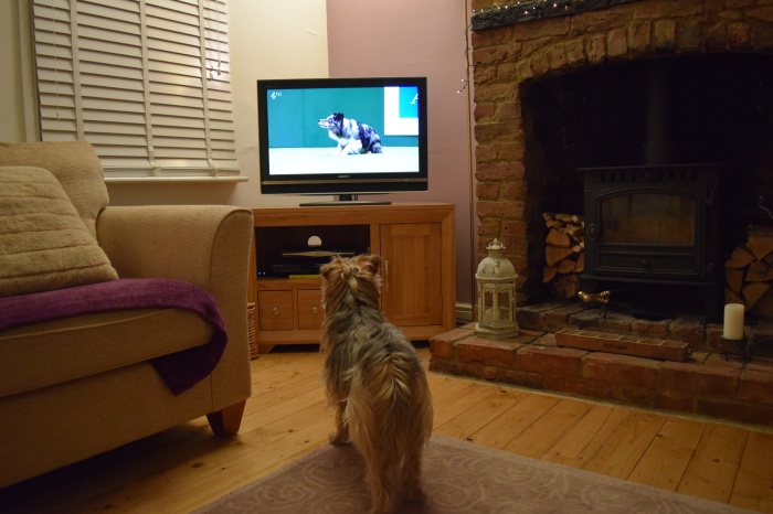 Diddly watching Crufts!