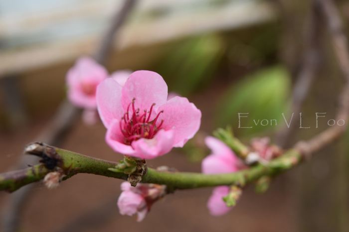blossom - nectarine